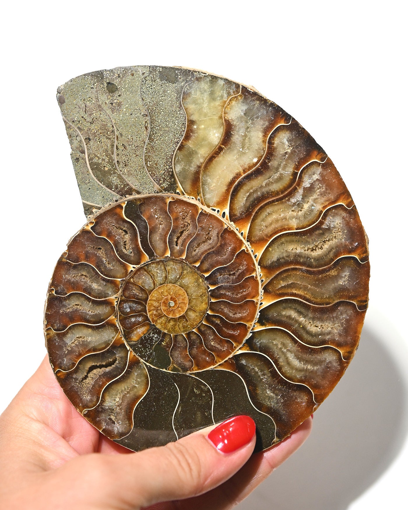 Ammonite Fossil