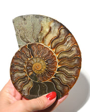 Ammonite Fossil