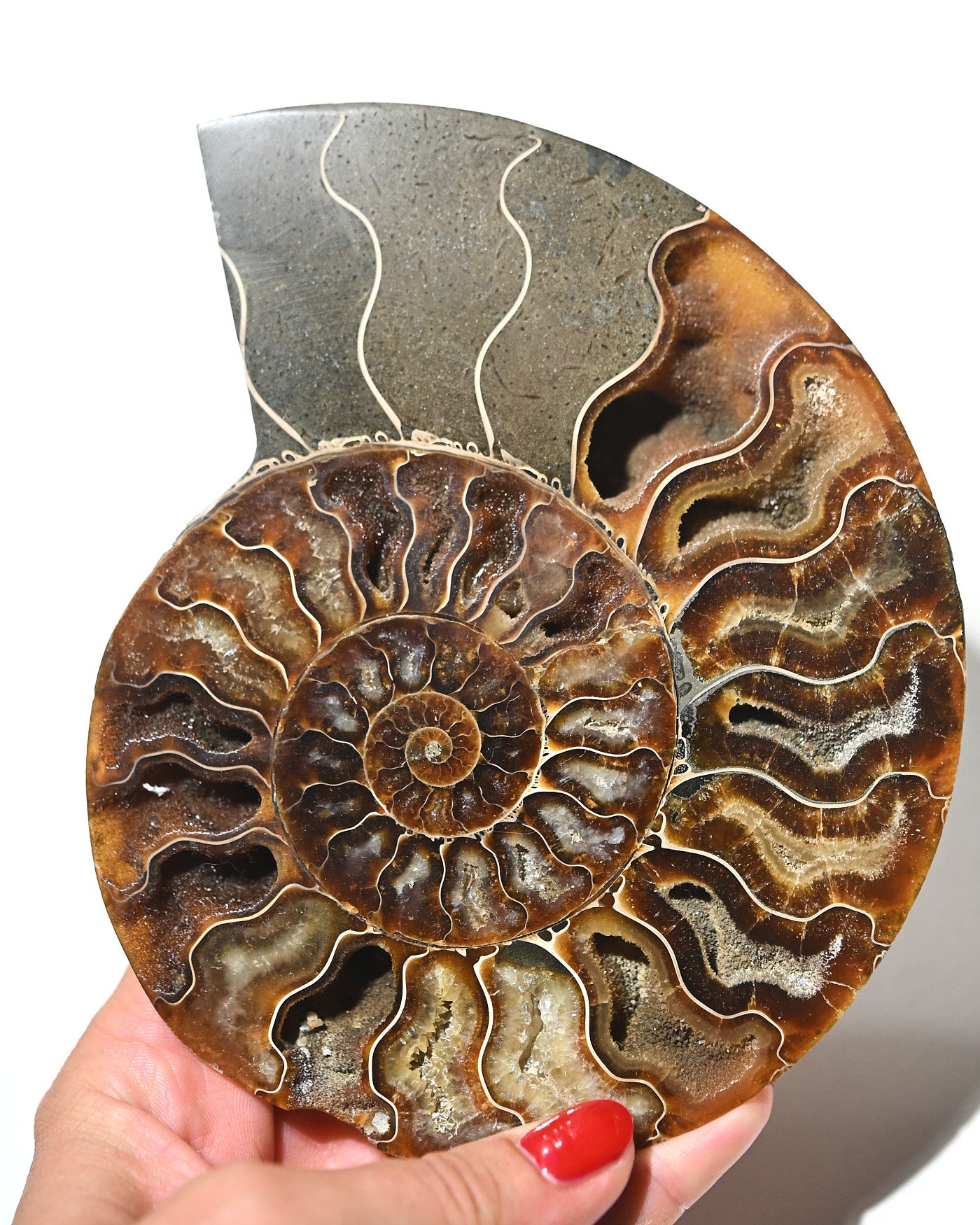 Ammonite Fossil