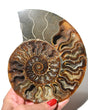 Ammonite Fossil
