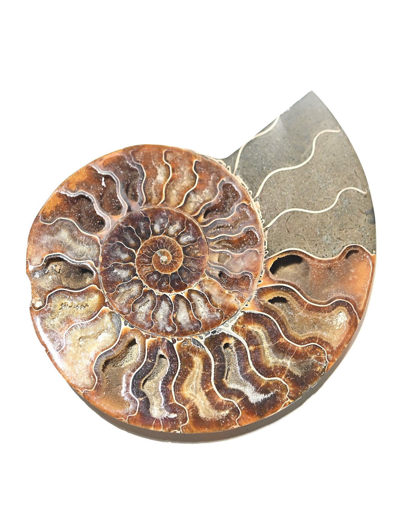 Ammonite Fossil