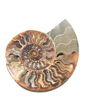 Ammonite Fossil