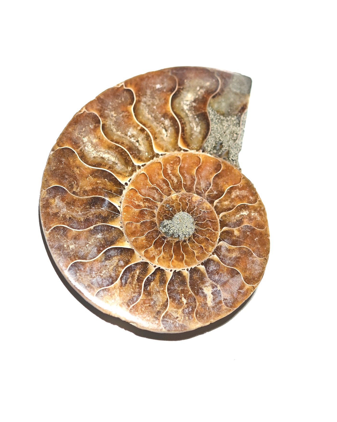 Ammonite Fossil