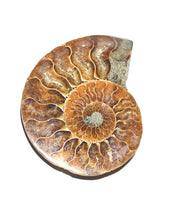 Ammonite Fossil