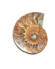 Ammonite Fossil