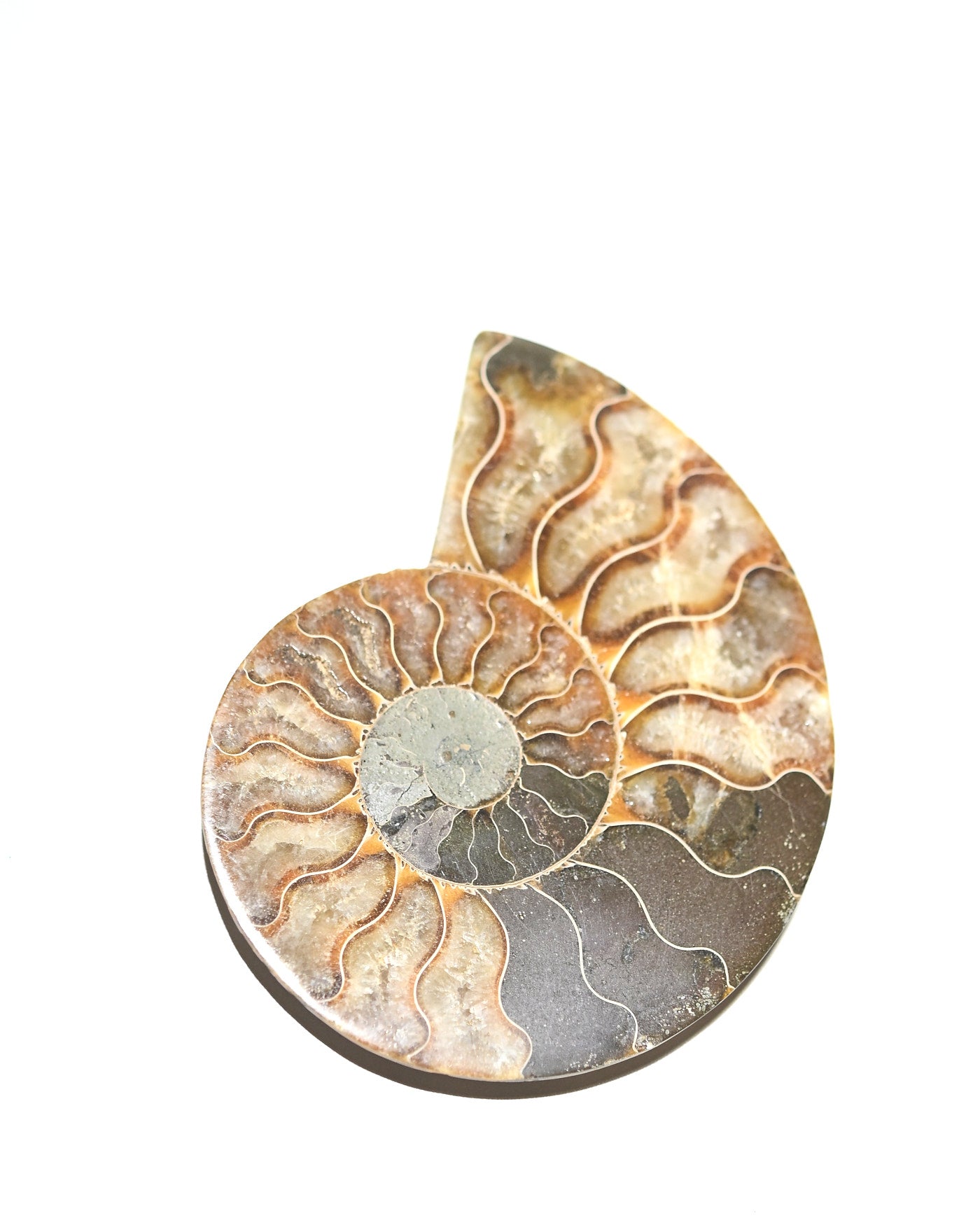 Ammonite Fossil