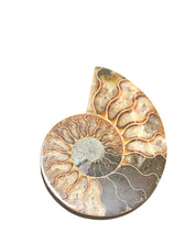 Ammonite Fossil