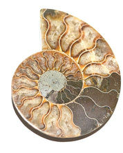 Ammonite Fossil