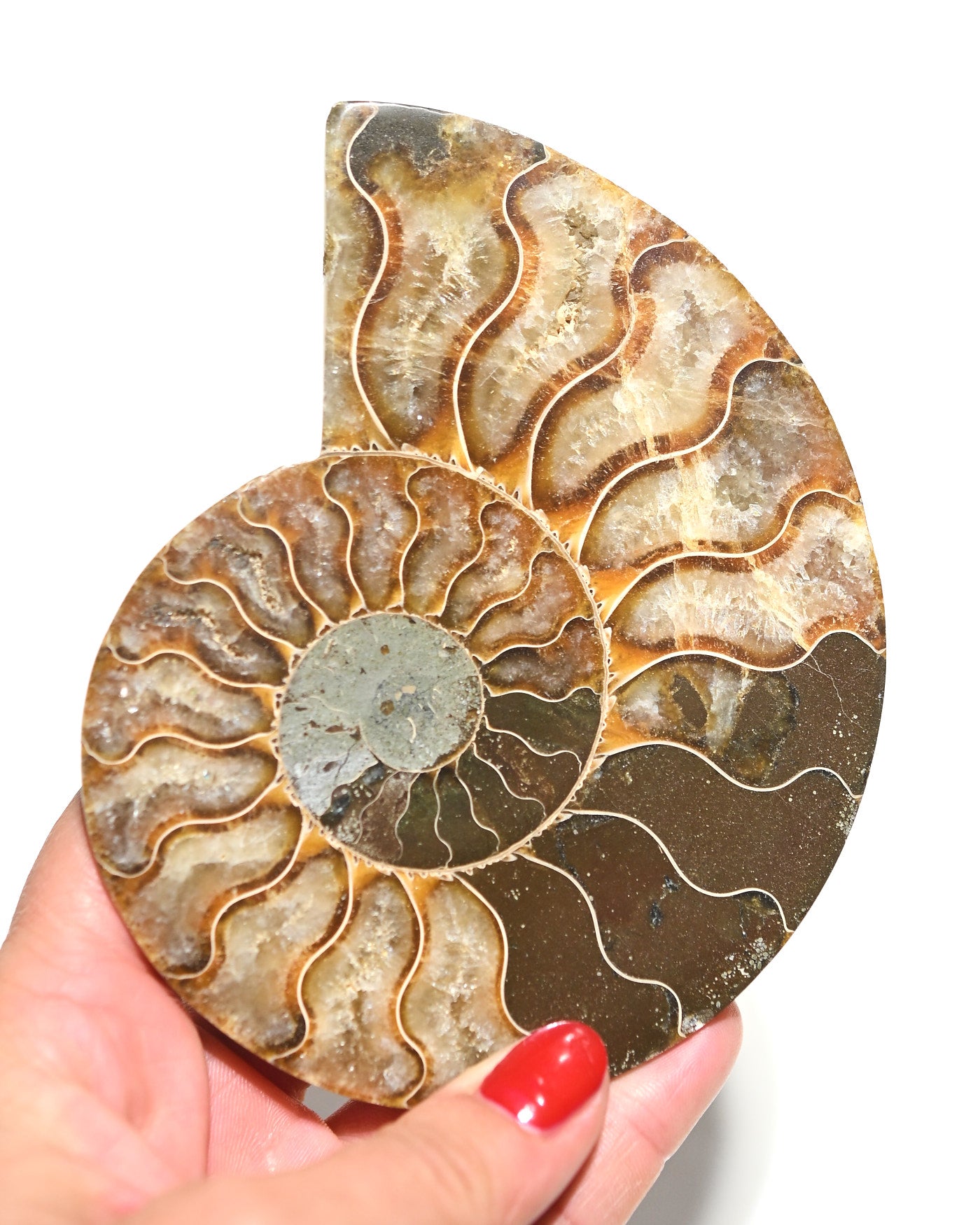 Ammonite Fossil