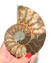 Ammonite Fossil