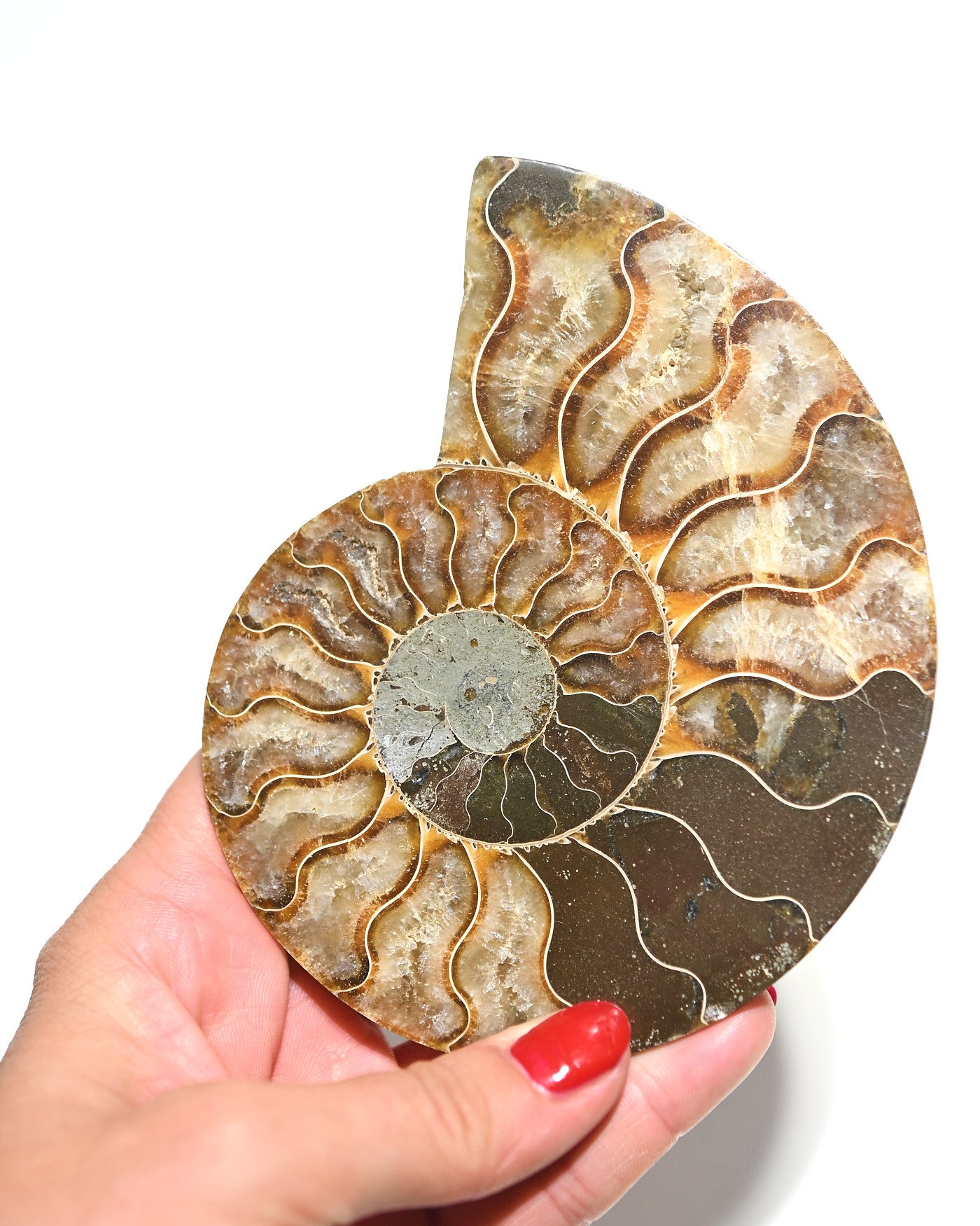 Ammonite Fossil