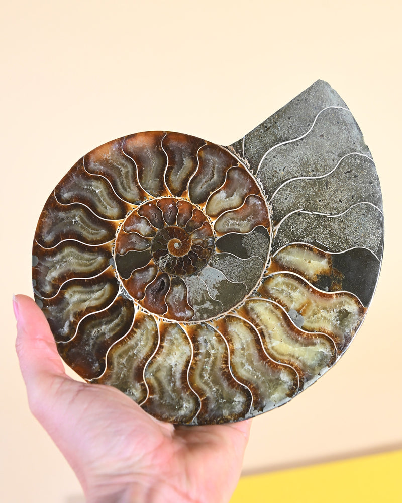 Ammonite Fossil photo