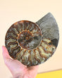 Ammonite Fossil | One of a Kind