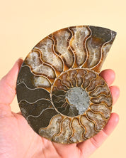 Ammonite Fossil photo