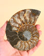 Ammonite Fossil | One of a Kind