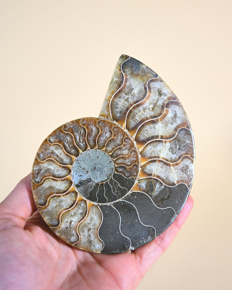 Ammonite Fossil photo