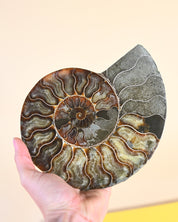 Ammonite Fossil photo