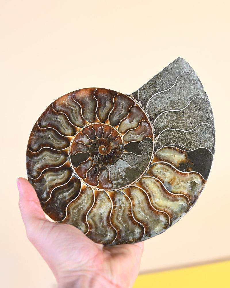 Ammonite Fossil | One of a Kind