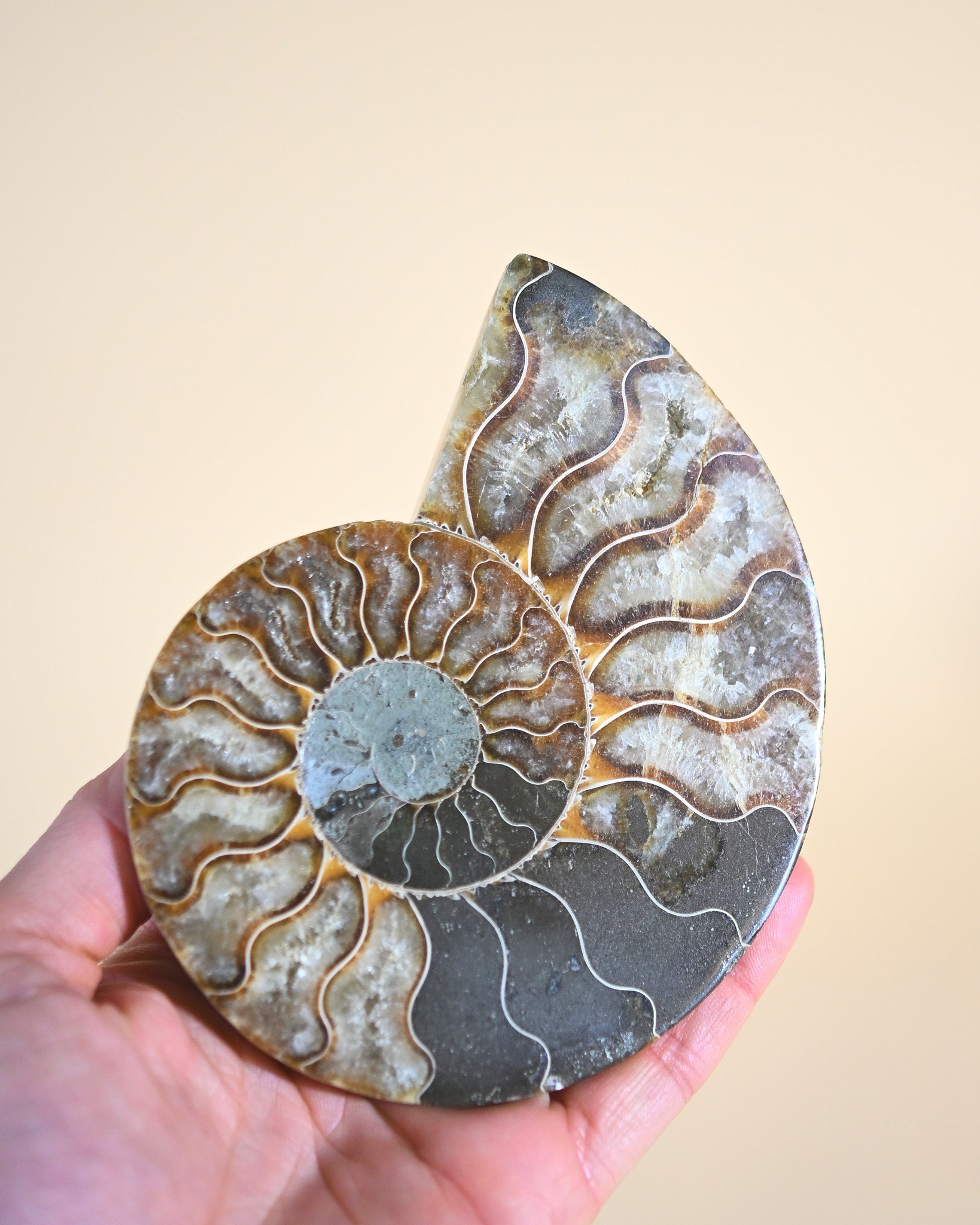 Ammonite Fossil photo