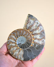 Ammonite Fossil photo