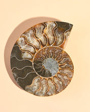 Ammonite Fossil photo