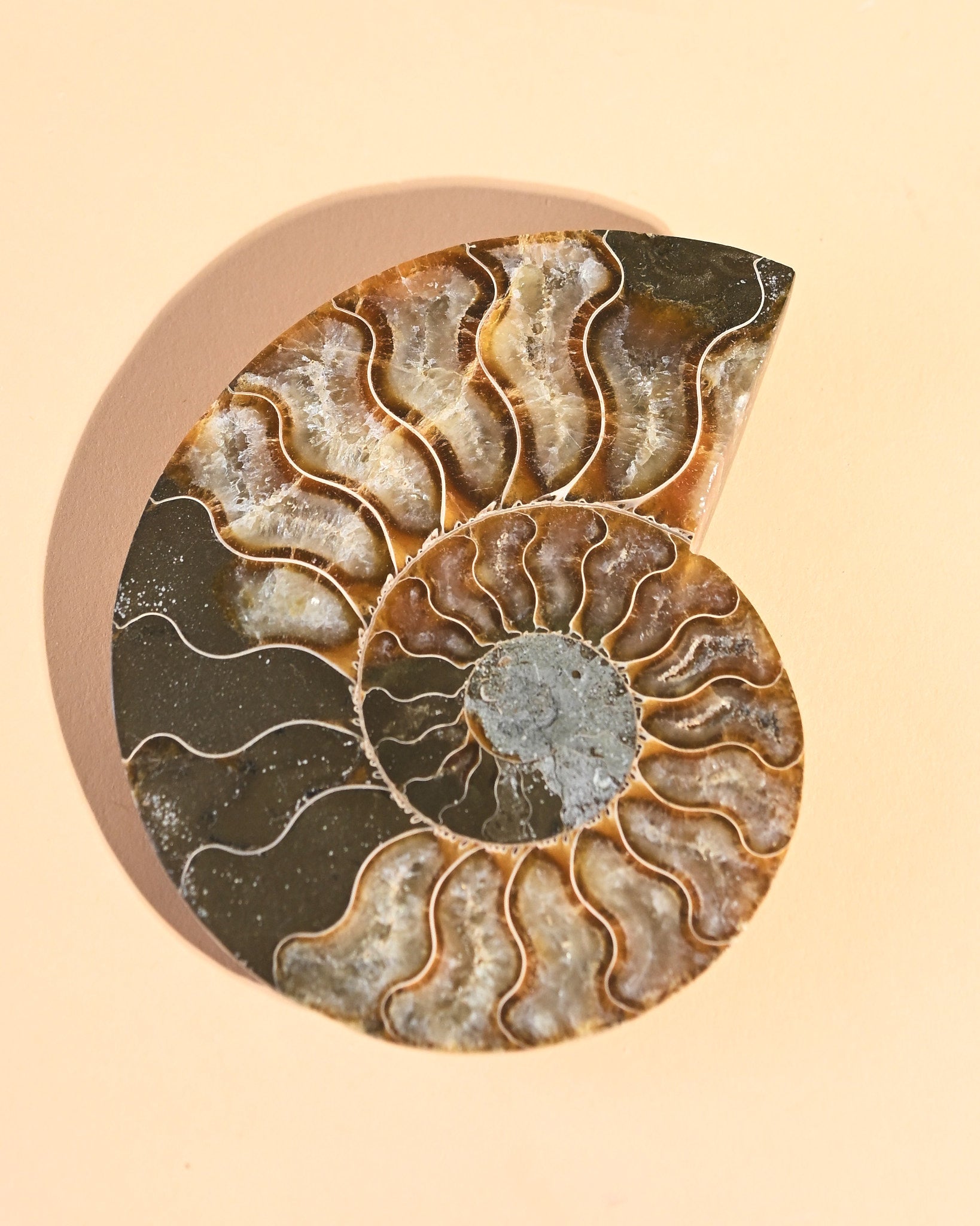 Ammonite Fossil photo
