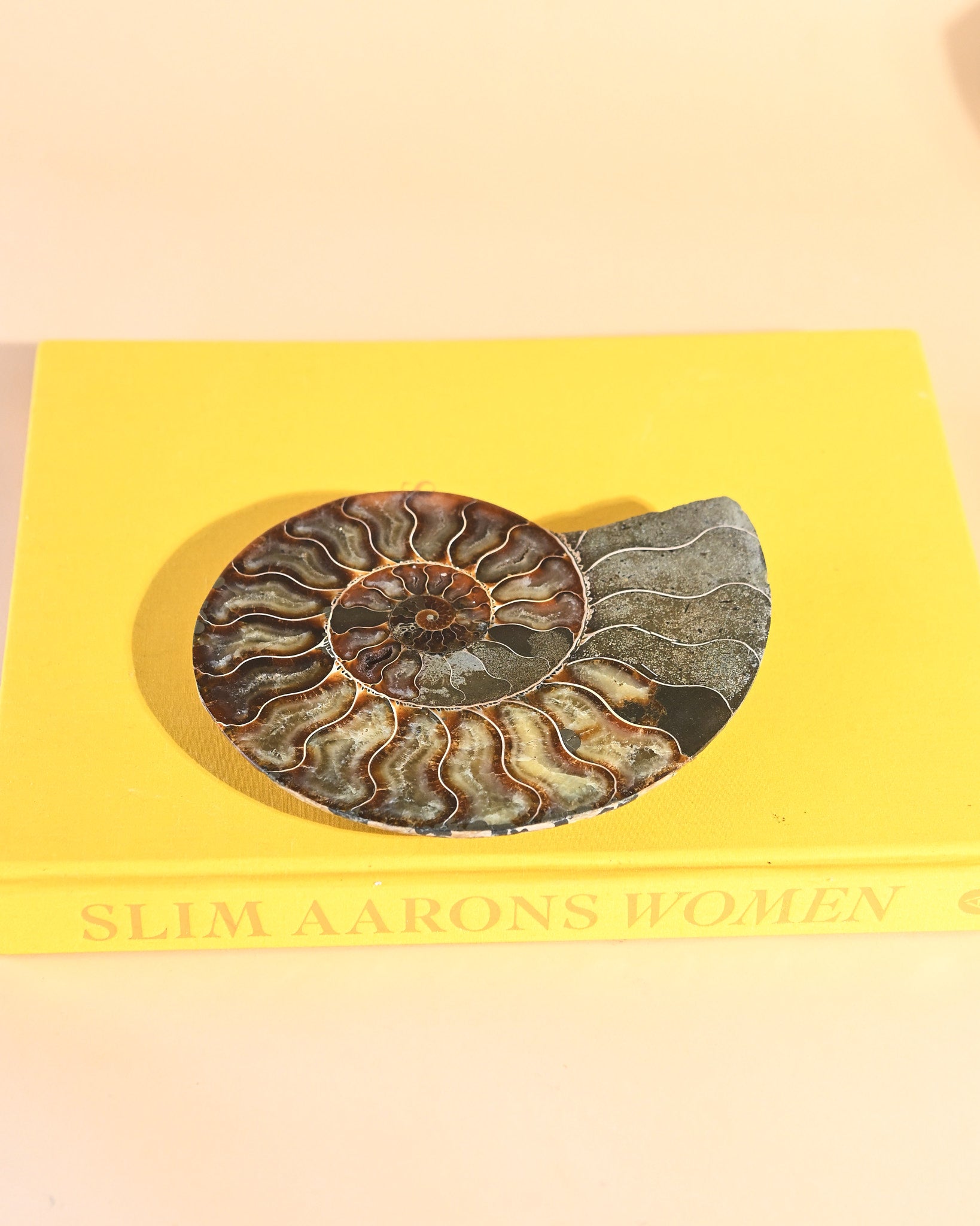 Ammonite Fossil photo