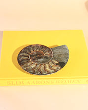 Ammonite Fossil photo