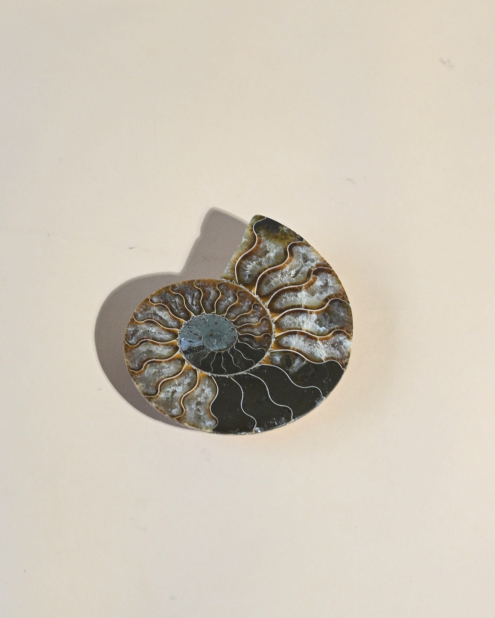 Ammonite Fossil photo