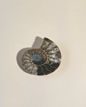 Ammonite Fossil photo