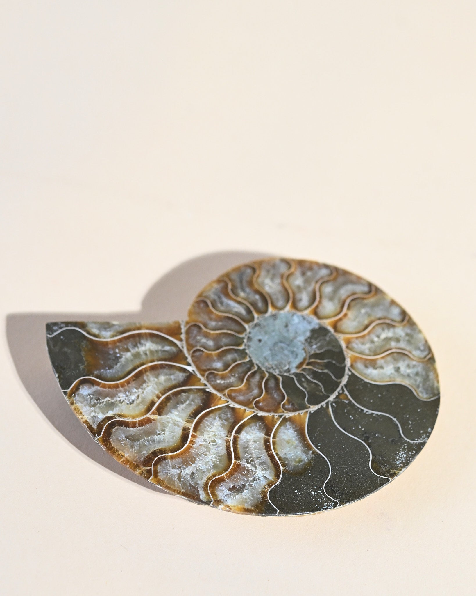 Ammonite Fossil photo