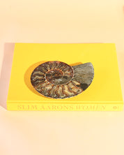 Ammonite Fossil photo