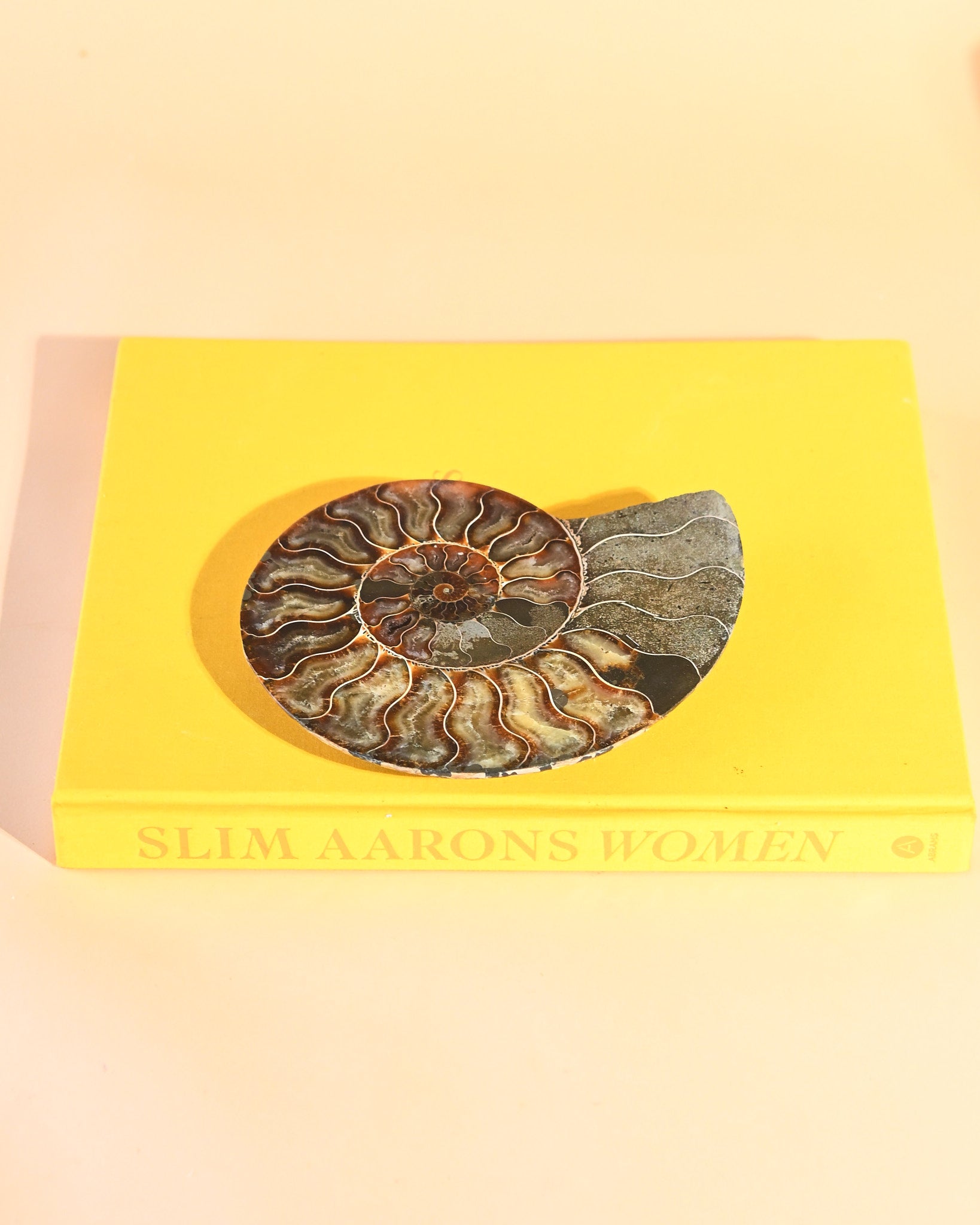 Ammonite Fossil photo