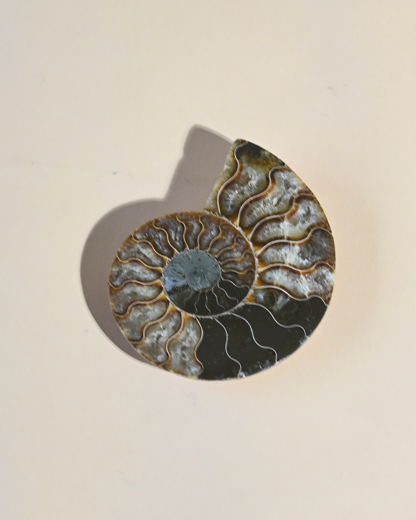 Ammonite Fossil photo