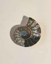 Ammonite Fossil photo