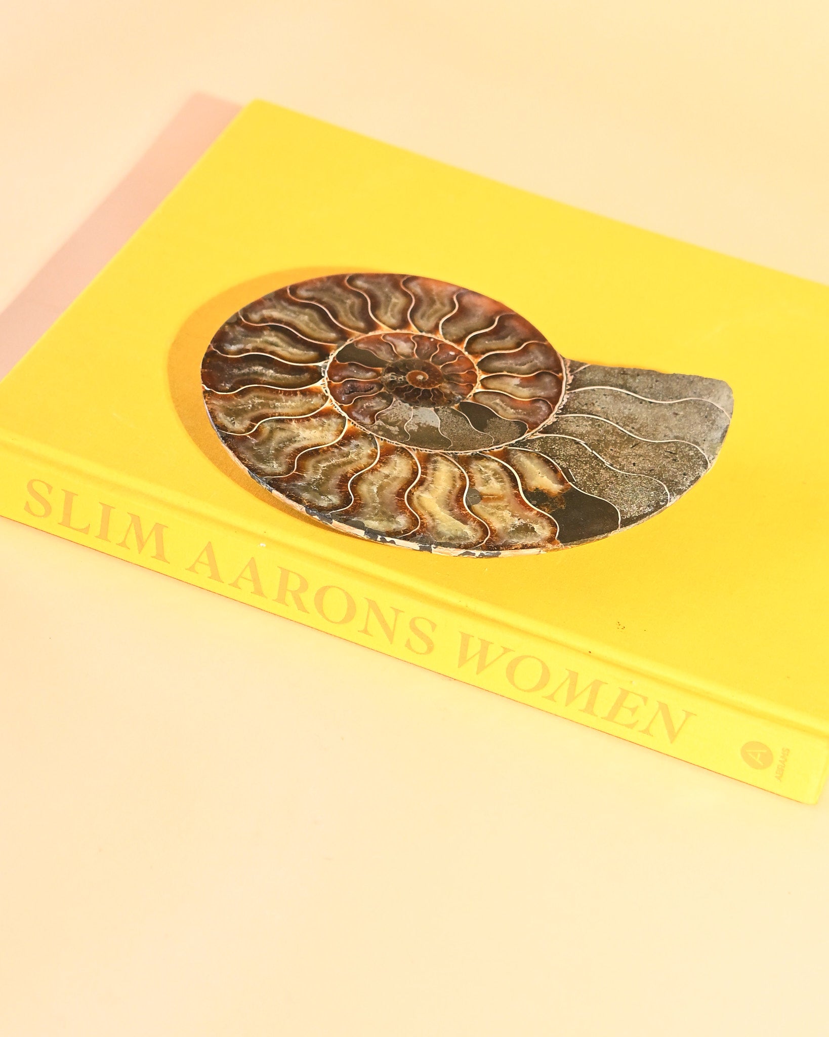 Ammonite Fossil photo