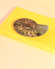 Ammonite Fossil photo