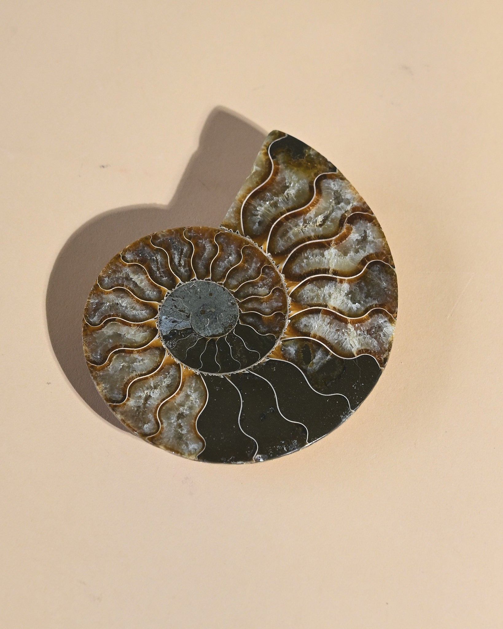 Ammonite Fossil photo