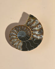 Ammonite Fossil photo