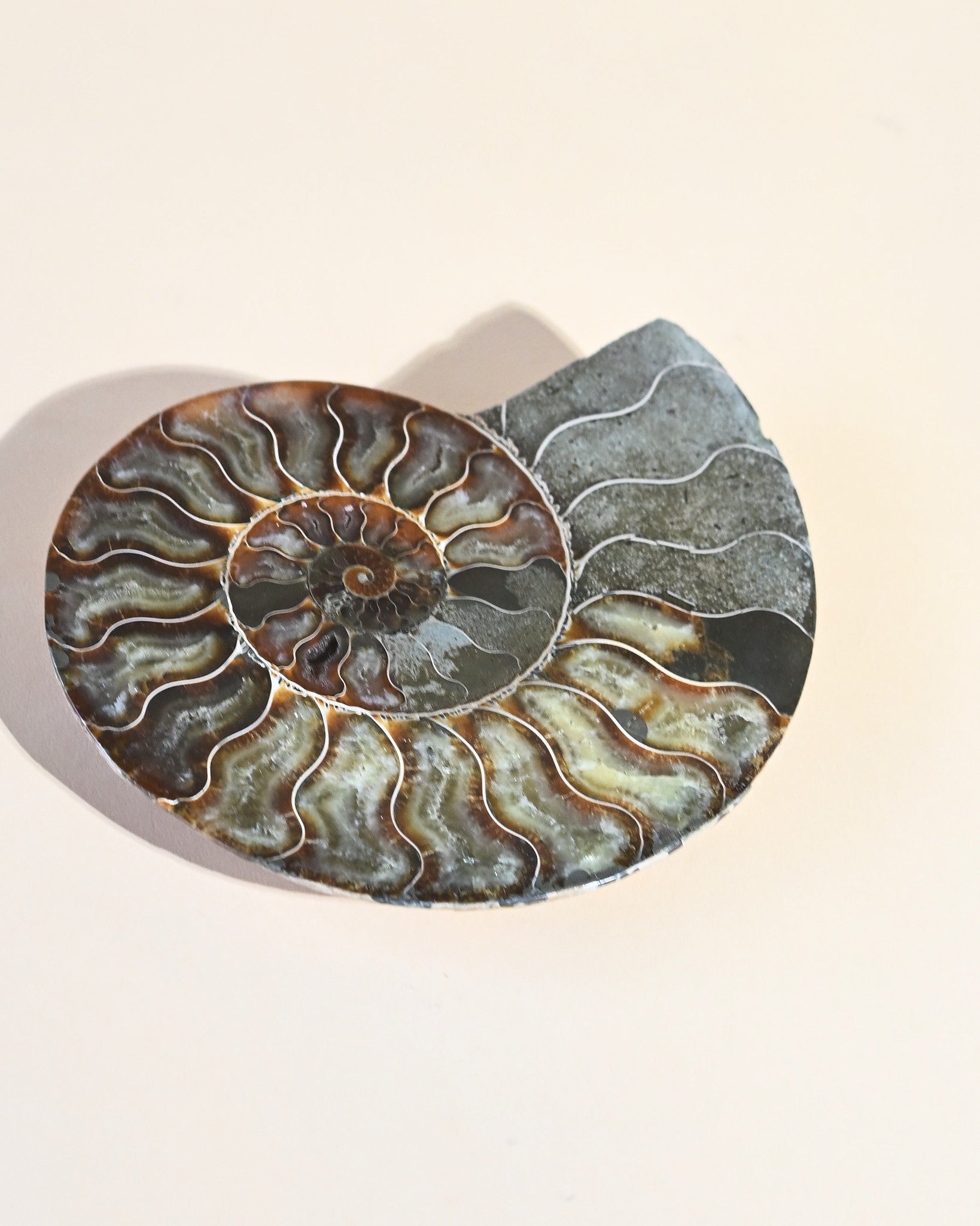 Ammonite Fossil photo
