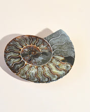 Ammonite Fossil photo