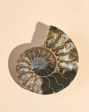 Ammonite Fossil photo