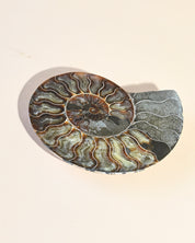 Ammonite Fossil photo