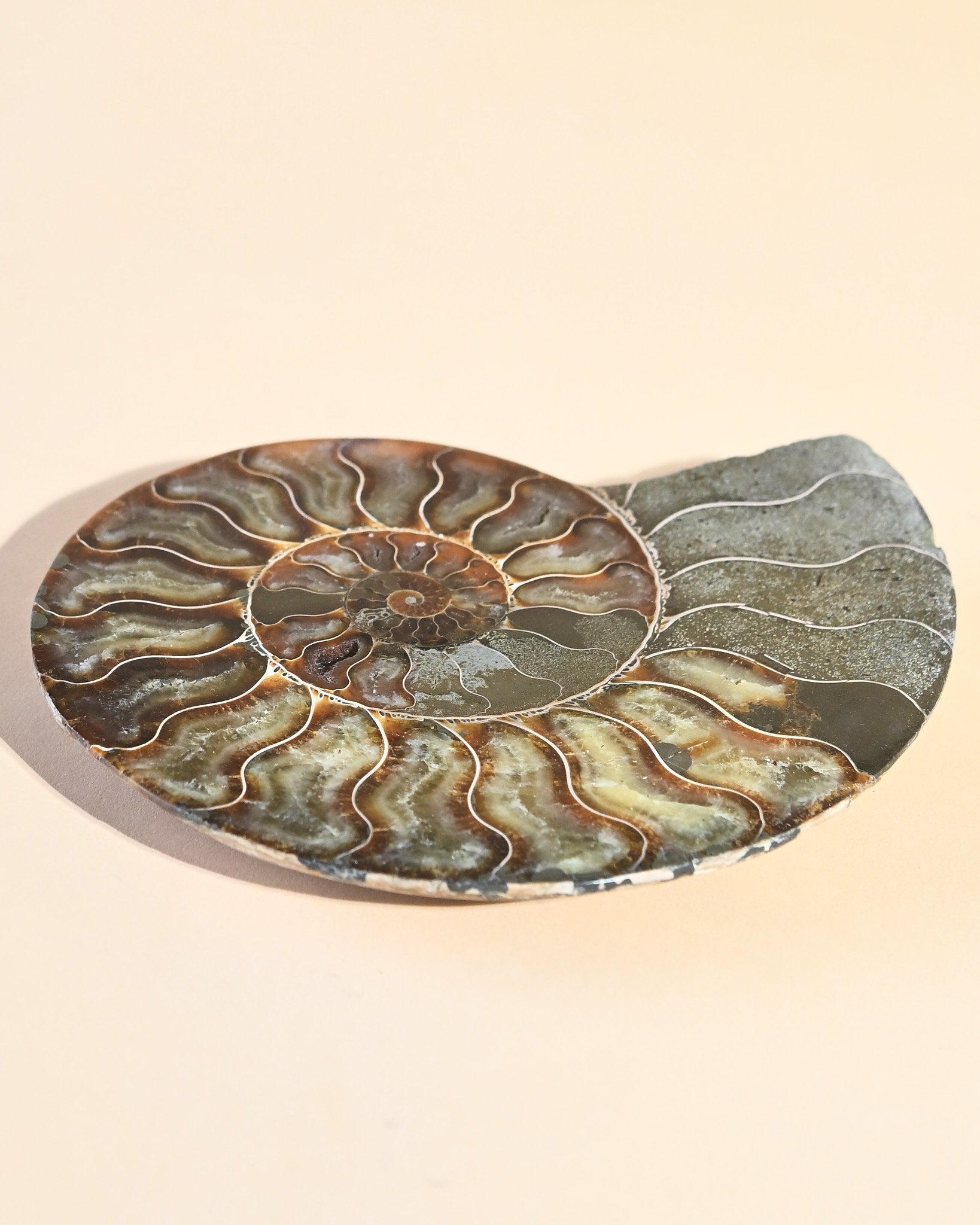 Ammonite Fossil photo