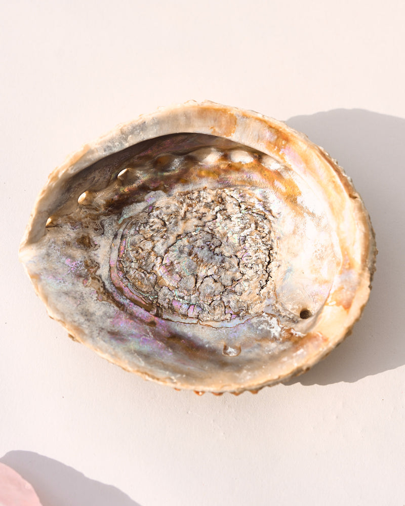 Abalone Shell