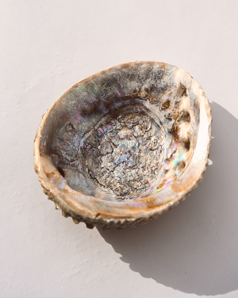 Abalone Shell