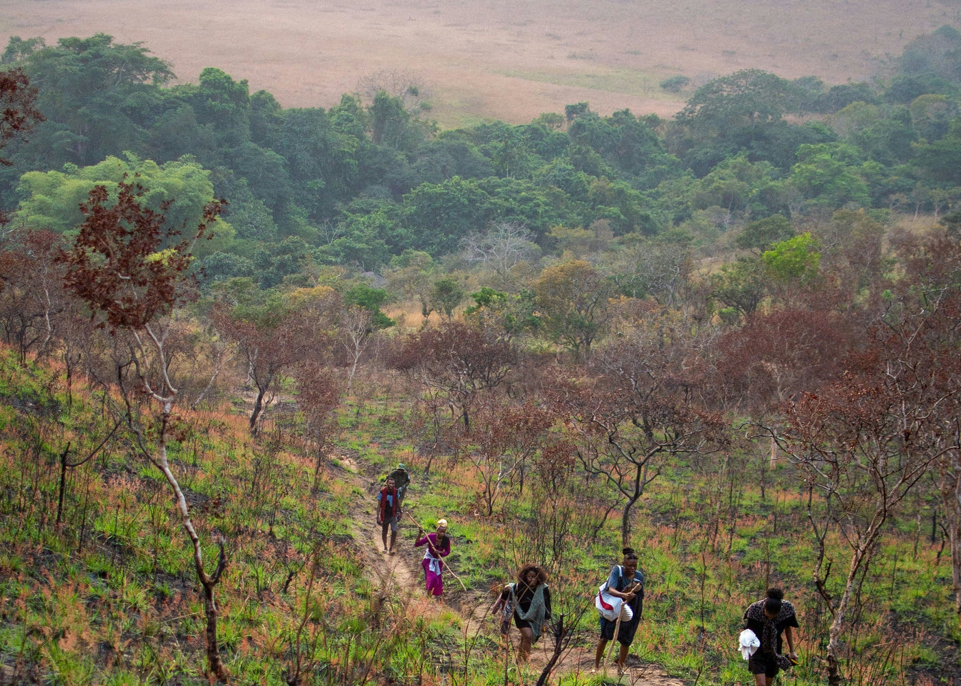 Congo’s mineral landscape is among the most vibrant and geologically diverse on Earth. From lush rainforest hills to ancient metamorphic belts, this region produces crystals of incredible color and energetic depth. Known for Malachite, Chrysocolla, and Dioptase, Congo’s stones are celebrated for their saturation, polish, and strong grounding presence.
