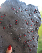 Garnet in Graphite Red Embers Mine Massachusetts 1.48 lb