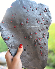 Garnet in Graphite Red Embers Mine Massachusetts 1.48 lb
