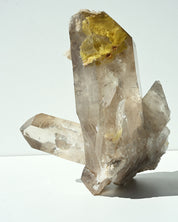 Golden Healer 589g